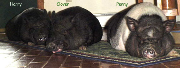 Foyer Piggies