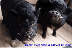 Harry & Clover