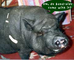 pig booboo