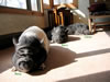 Three Pigs In The Sun