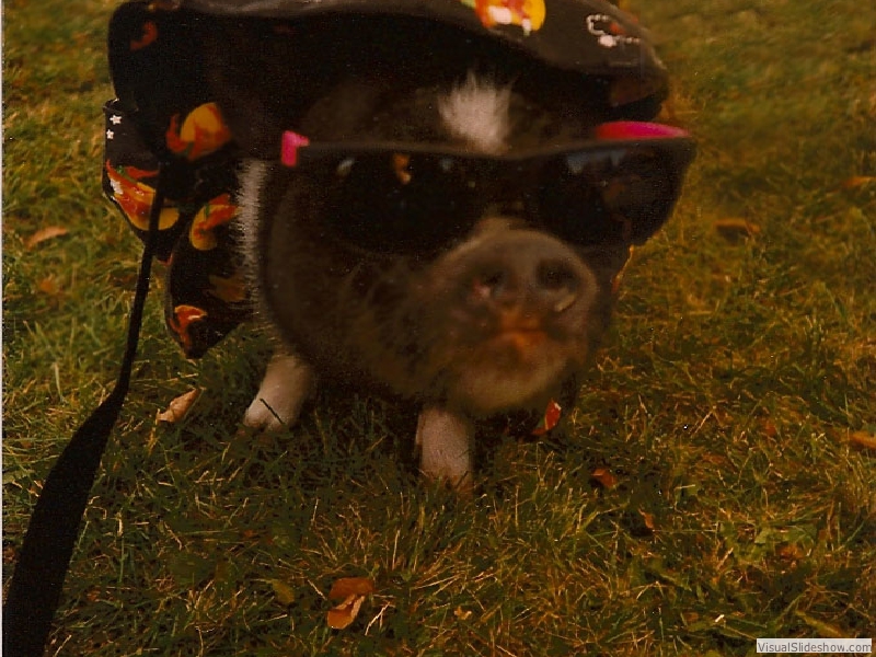 WitchyPig